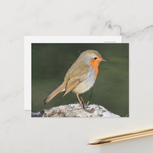 European Robin Briefkaart (Voorkant / Achterkant in situ)