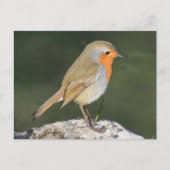 European Robin Briefkaart (Voorkant)