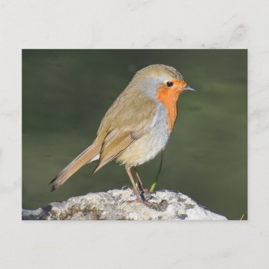European Robin Briefkaart (Voorkant)