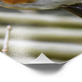 European Robin Foto Afdruk (Hoek)