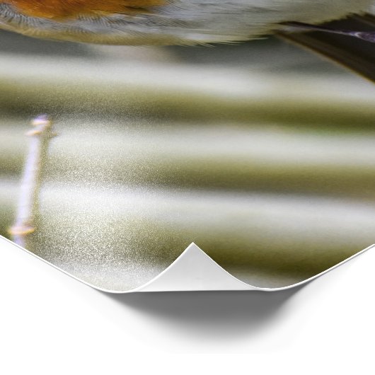 European Robin Foto Afdruk (Hoek)