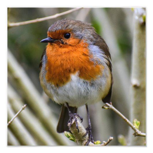 European Robin Foto Afdruk (Voorkant)
