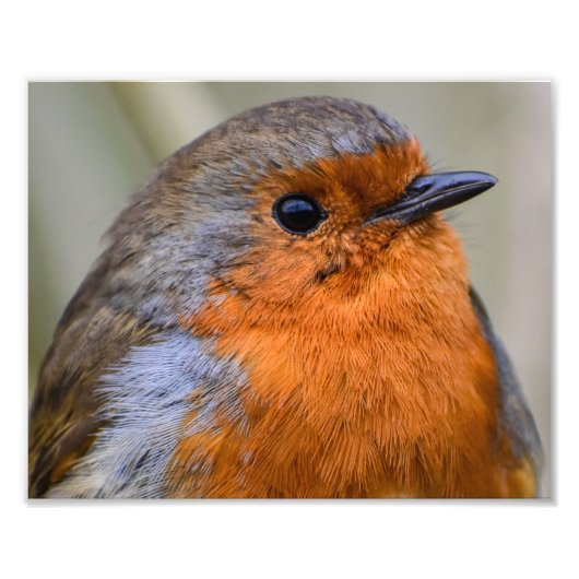 European Robin Foto Afdruk (Voorkant)