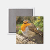 European Robin Fridge Magnet (Voorkant / Achterkant)