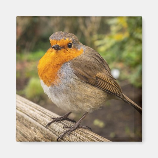 European Robin Fridge Magnet (Voorkant)