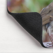 European Robin muis mat Muismat (Hoek)