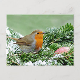 European Robin Pine Snow Foto Briefkaart