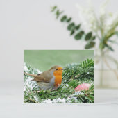 European Robin Pine Snow Foto Briefkaart (Staand voorkant)