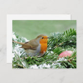 European Robin Pine Snow Foto Briefkaart (Voorkant / Achterkant)