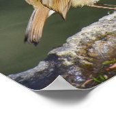 European Robin Poster (Hoek)