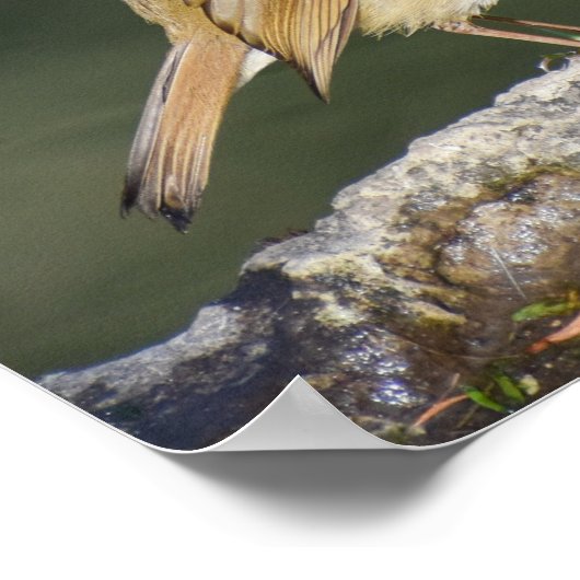 European Robin Poster (Hoek)