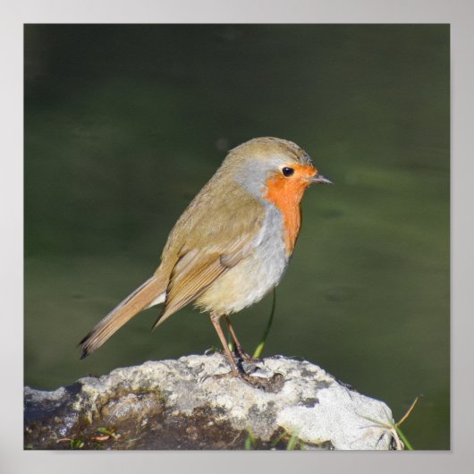European Robin Poster (Voorkant)