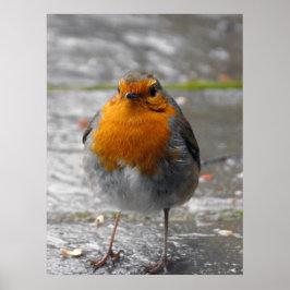 European Robin Poster