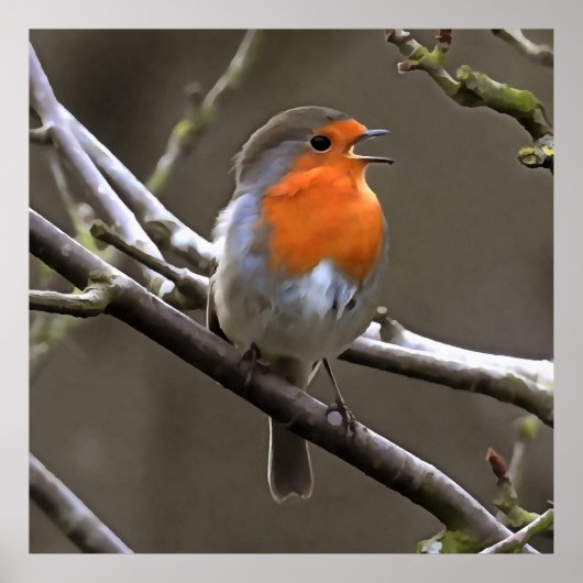 European Robin Red en Grey Painting Poster (Voorkant)
