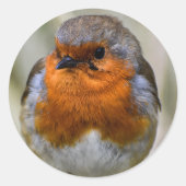 European Robin Sticker (Voorkant)