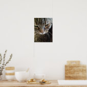 European Shorthair Tabby Cat Closeup Poster (Keuken)