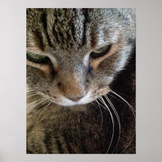 European Shorthair Tabby Cat Closeup Poster (Voorkant)