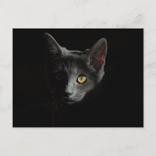 European Shorthair Zwarte kat Kat Portrait Briefkaart