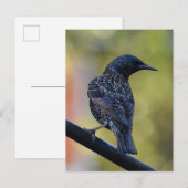 European Starling Briefkaart (Voorkant / Achterkant)