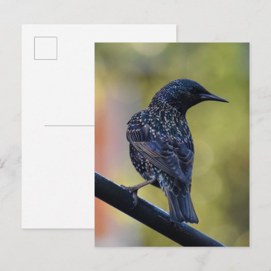 European Starling Briefkaart (Voorkant / Achterkant)
