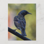 European Starling Briefkaart (Voorkant)