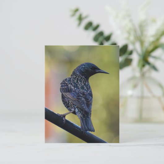 European Starling Briefkaart (Staand voorkant)