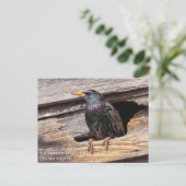 European Starling Briefkaart (Staand voorkant)