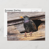 European Starling Briefkaart (Voorkant / Achterkant)