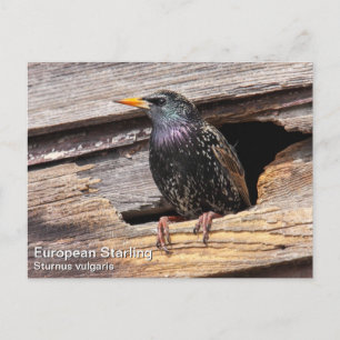 European Starling Briefkaart