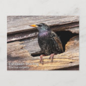 European Starling Briefkaart (Voorkant)