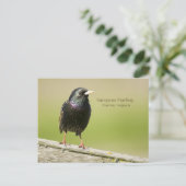 European Starling Briefkaart (Staand voorkant)