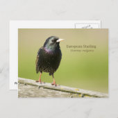 European Starling Briefkaart (Voorkant / Achterkant)