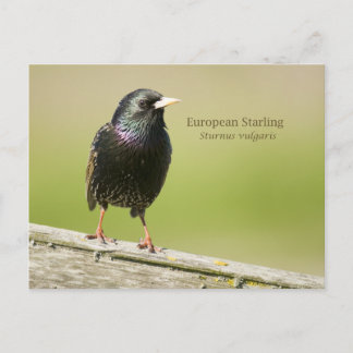 European Starling Briefkaart