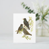 European Starling Briefkaart (Staand voorkant)