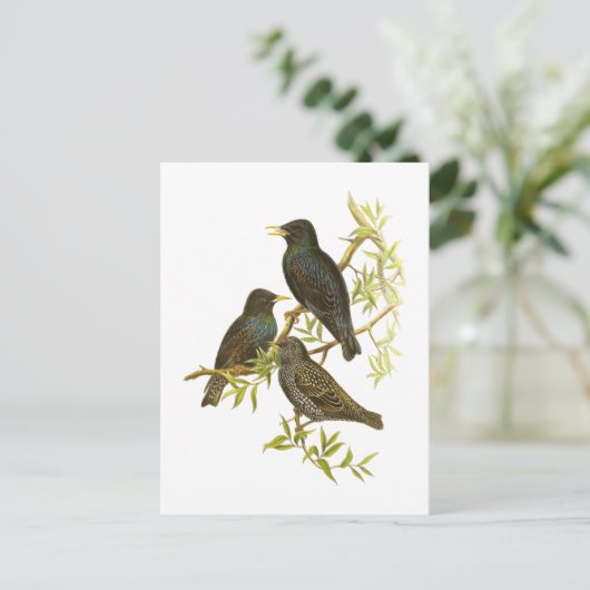 European Starling Briefkaart (Staand voorkant)