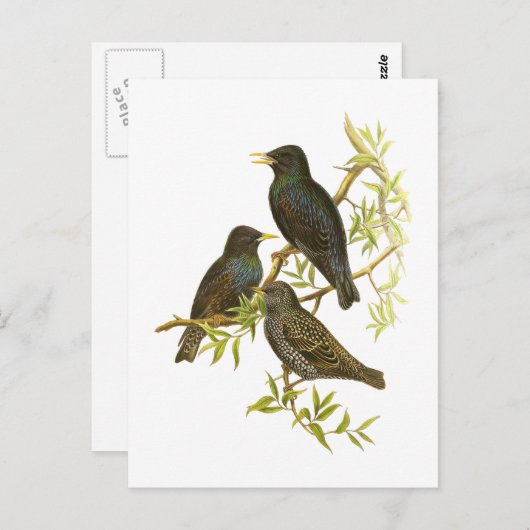 European Starling Briefkaart (Voorkant / Achterkant)