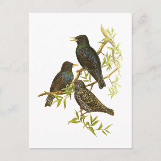 European Starling Briefkaart (Voorkant)