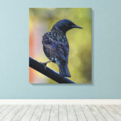 European Starling Canvas Afdruk (Insitu (Houten vloer))