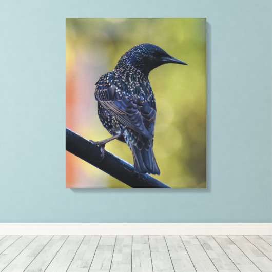 European Starling Canvas Afdruk (Insitu (Houten vloer))
