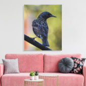 European Starling Canvas Afdruk (Insitu (Woonkamer))