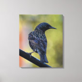 European Starling Canvas Afdruk (Voorkant)