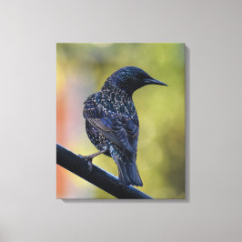 European Starling Canvas Afdruk