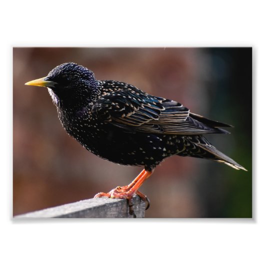 European Starling Foto Afdruk (Voorkant)