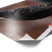 European Starling Foto Afdruk (Hoek)