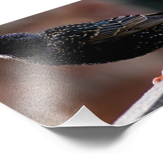 European Starling Foto Afdruk (Hoek)