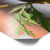 European Starling Foto Afdruk (Hoek)