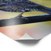 European Starling Foto Afdruk (Hoek)