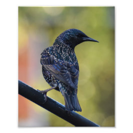 European Starling Foto Afdruk