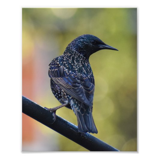 European Starling Foto Afdruk (Voorkant)