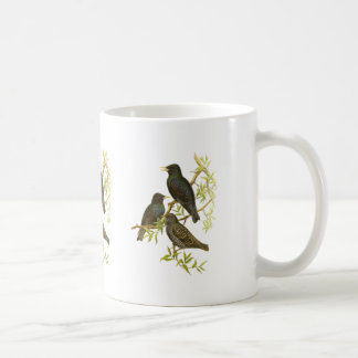 European Starling Koffiemok